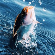 Real Fishing Pro 3D [ВЗЛОМ много денег] v 1.3.2