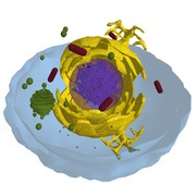 The Cell v 1.0.7